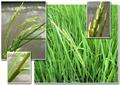 oryza sativa